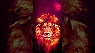 Lion  Live Wallpaper and Background [upl. by Niwri240]