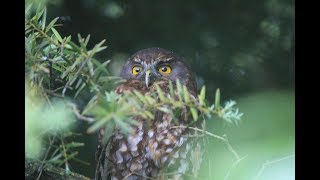 Morepork a New Zealand Owl [upl. by Cirdahc]