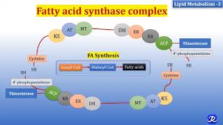 3 Fatty acid synthase complex  Lipid Metabolism3  Biochemistry  NJOY Biochemistry [upl. by Odnamra319]