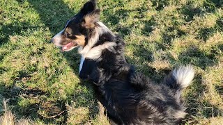 Sheepdog Training  Rosy first Whistles  how did we do [upl. by Balf]