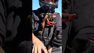 Doggle goggles off for a short ride motovlog dog doglover bikelife [upl. by Frolick364]