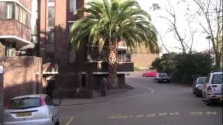 The Biggest Palm Tree in England [upl. by Zoara971]