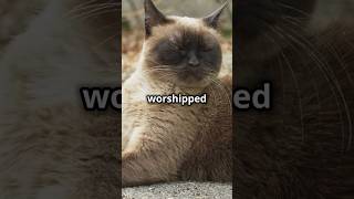 WORSHIPPING CATS🤯 cat catbreed cats catlover cattype kitten pets [upl. by Annoval261]