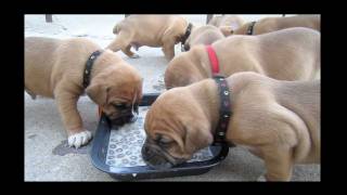 French Boxer Puppies First meal at 3 12 weeks [upl. by Enelloc978]