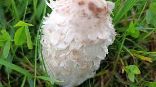 Coprinus Comatus 🍴🍴🍴 06102024 La Trémelière [upl. by Vidal]