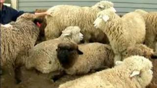 Understanding amp Raising Sheep  Sheep Breeding [upl. by Hennie]