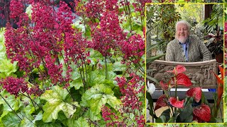 HEUCHERA ET TIARELLA VIVACES FACILES AUX FEUILLES DE TOUTES COULEURS Le Quotidien du Jardin N°337 [upl. by Ankeny]