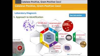 Staphylococci Catalase Positive Gram Positive Cocci [upl. by Prevot]