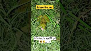 Mendhak ka upar wala hot Kata Hua Hai foryou babuc3k new vido [upl. by Ciredec]