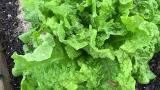 Walking in My Organic Garden in Western New York [upl. by Bergquist]