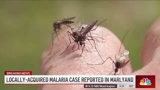 Malaria diagnosed in Maryland resident who had not recently traveled  NBC4 Washington [upl. by Neerac607]