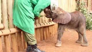 THE RESCUE OF KAMOK  Sheldrick Trust [upl. by Mannes]