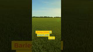 Barley Grass Benefits Packed with Rich Nutrients barleygrass [upl. by Fredek]