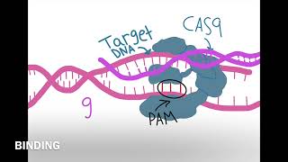 Crispr Cas9 tutorial [upl. by Amzaj173]