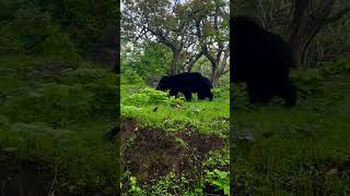 deer onroad live at mudumalai travel wildlife wildanimals jungle forest offroad update [upl. by Acassej124]