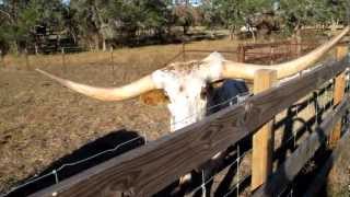 Texas Longhorn cattle [upl. by Eciryt869]