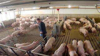 A Week Full of Pig Farming [upl. by Eiralav]