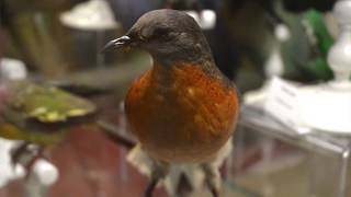 Le pigeon migrateur américain du Muséum [upl. by Gardal]