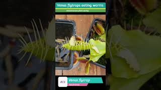 Venus flytraps plant carnivorous plantcarnivorousplants sciencecarnivorous plant fly trap [upl. by Olivette]