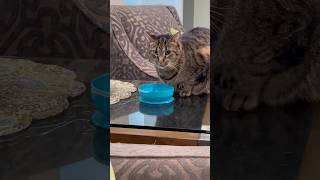 Thirsty boy  Jack 🐈‍⬛ drinking water cat catlover catvideos cute funny shorts fyp [upl. by Dimitri]