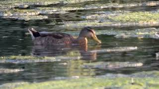 Ducks swimming widescreen [upl. by Sahcnip692]