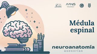 Médula espinal  Neuroanatomía Asesorías  AANS ESMIPN [upl. by Naux]