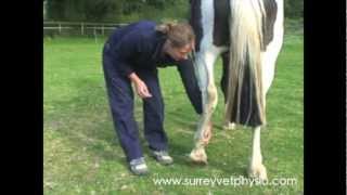 Hindlimb Stretches  Equine Physiotherapy by Surrey Vet Physio [upl. by Sterne]