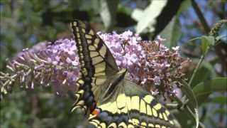 Swallowtail Butterflies Papilio machaon [upl. by Freya102]