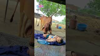 छोटा बच्चाampगाय का बच्चा shorts short shortsvideo youtubeshorts trending trendingshorts song [upl. by Higinbotham233]