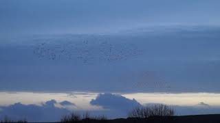 Murmuration of starlings in Dorchester [upl. by Trinatte23]