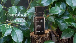 Why Camphor Essential Oil is a MustHave The Ultimate Guide  Essential Oils  Gya Labs [upl. by Terriss485]