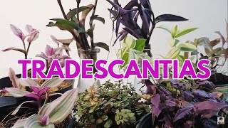 tradescantia cuidados y variedades CHUYITO JARDINERO [upl. by Arais]