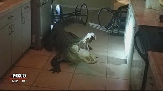 Florida woman comes facetoface with alligator in kitchen [upl. by Hoban]