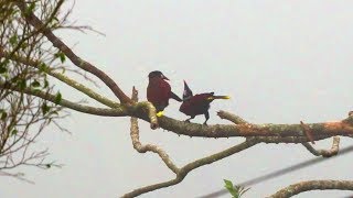 Montezuma Oropendola Mating Behavior  Interesting video of amazing bird behavior [upl. by Eartha761]