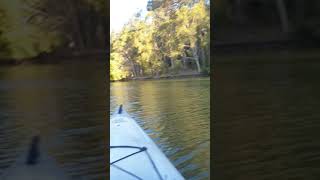 shark sighting whilst kayaking in coombabah Creek Gold coast [upl. by Airetahs]