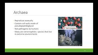 BIO100 Chapter 13  Diversity of Microbes Fungi and Protists [upl. by Anderer493]