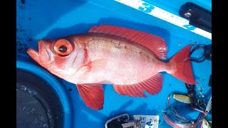 Red Bigeye on the kayak [upl. by Ardelle]