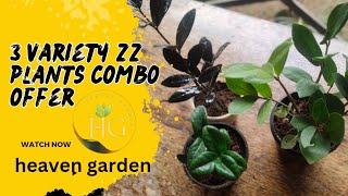 3 variety zz plants combo offer garden shots zz [upl. by Giavani]