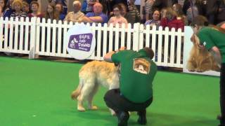 Kennel Club Good Citizen Dog Scheme Bronze Test Friday  Crufts 2014 [upl. by Imerej]