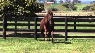 Red Giant Worlds Fastest Horse over 2000m [upl. by Notyad]