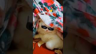 System pe system cat subscribe new song kitty attitude cutefunny shortvideos catlover cute [upl. by Chavey]