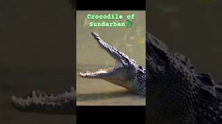 Crocodile 🐊 of Sundarban shorts youtubeshorts Samarpan5555 [upl. by Golightly699]