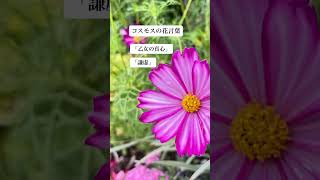 コスモスの花言葉 はなまっぷ flowers 花の癒し nature anime bgm ピンク コスモス畑 [upl. by Sheryl448]