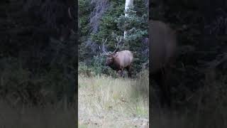 Colorado 6X5  Public Land Archery Bull [upl. by Hayes487]