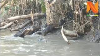 🔴 ENCUENTRAN MANADA DE HUANGANAS  PUERCO DE MONTE SELVA AMAZONICA Ecuador Sucumbios [upl. by Anairt376]