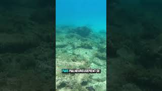 Ce poisson perd une écaille fishing oceanfishing shortswithzita YouTubeCreatorCommunity nature [upl. by Flori]