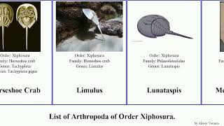 List of Arthropoda of Order Xiphosura horseshoe crab Rewired Whole Other orderxiphosura American [upl. by Alica]