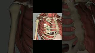 Muscles of pectoral region  Must Know Muscleshumananatomy muscle pectoralismajor neet2024 [upl. by Anitra]