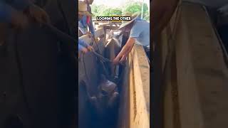 200 IQ Technique to Rescue a Cow shorts [upl. by Metts]