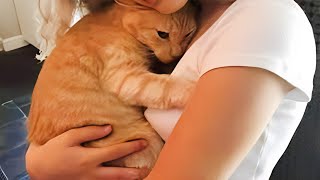 Cute Cats Have The Most Special Relationship With Their Owner BFFs  Cute Cat Moments [upl. by Inoy151]